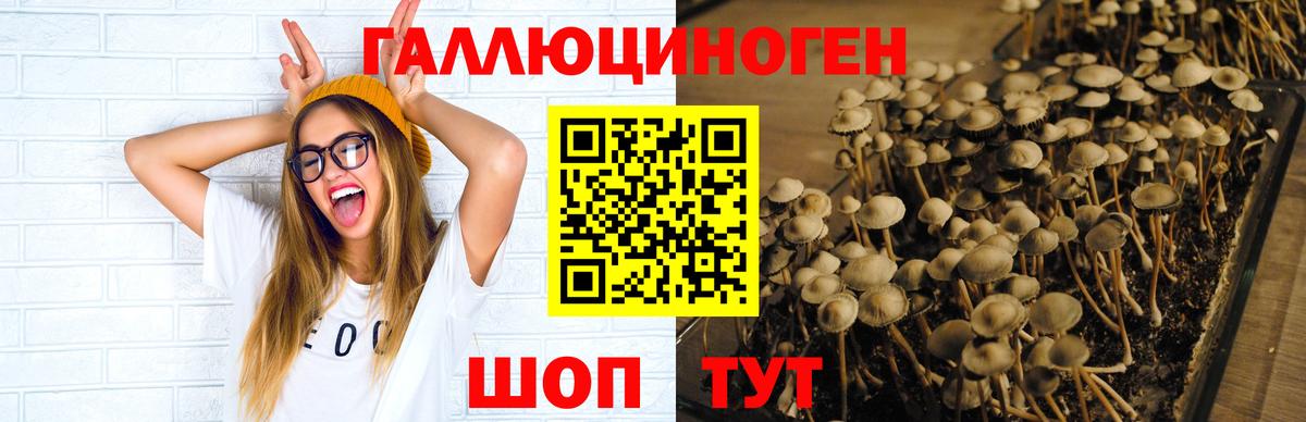 Магадан  Псилоцибиновые грибы Psilocybine cubensis  Псилоцибиновые грибы Psilocybine cubensis  Вход с VPN 